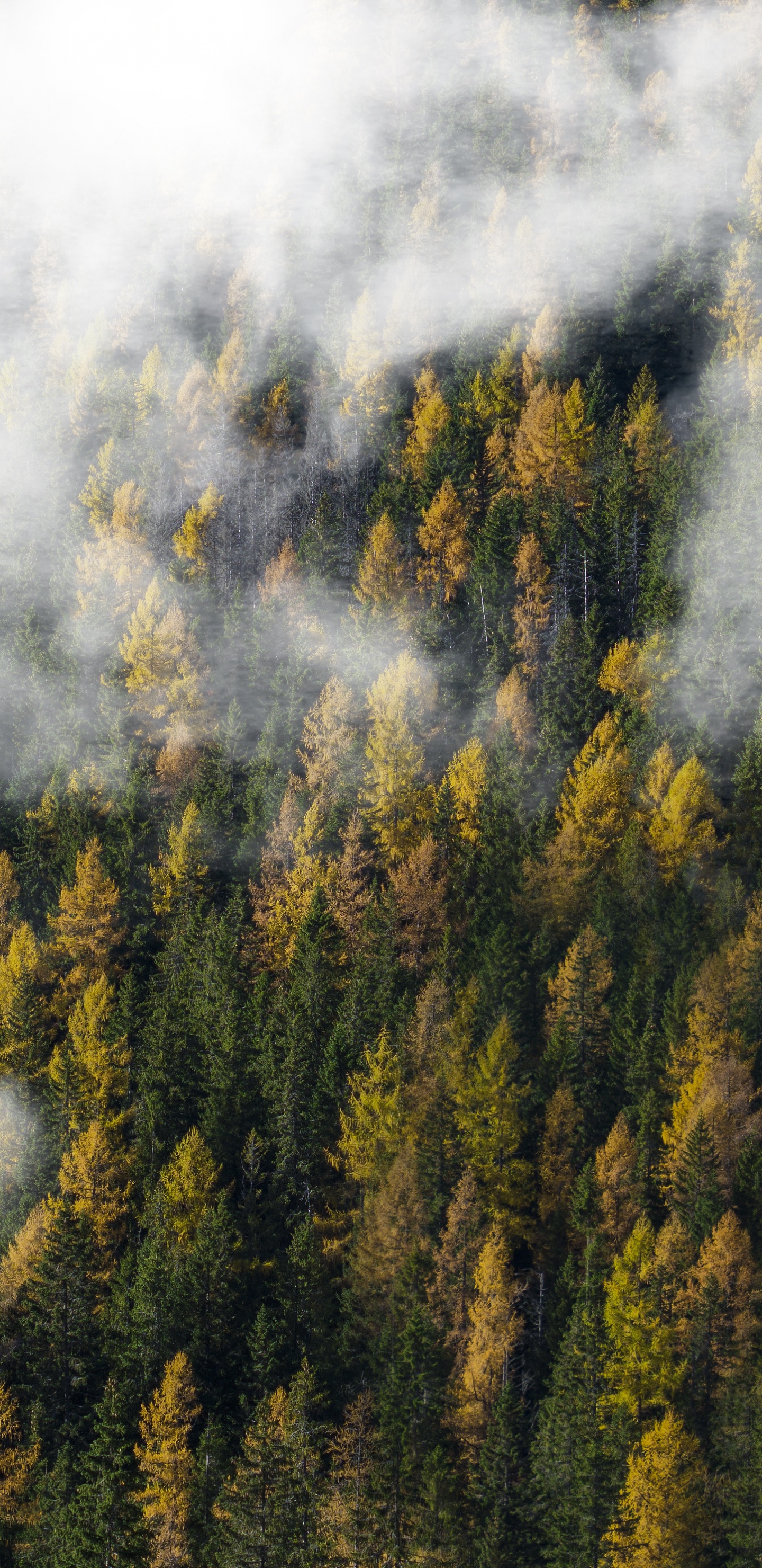 Arbres Verts Sous Des Nuages Blancs. Wallpaper in 1440x2960 Resolution