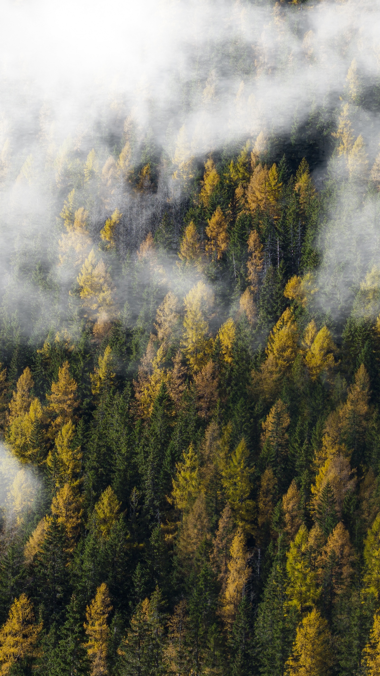 Green Trees Under White Clouds. Wallpaper in 1440x2560 Resolution