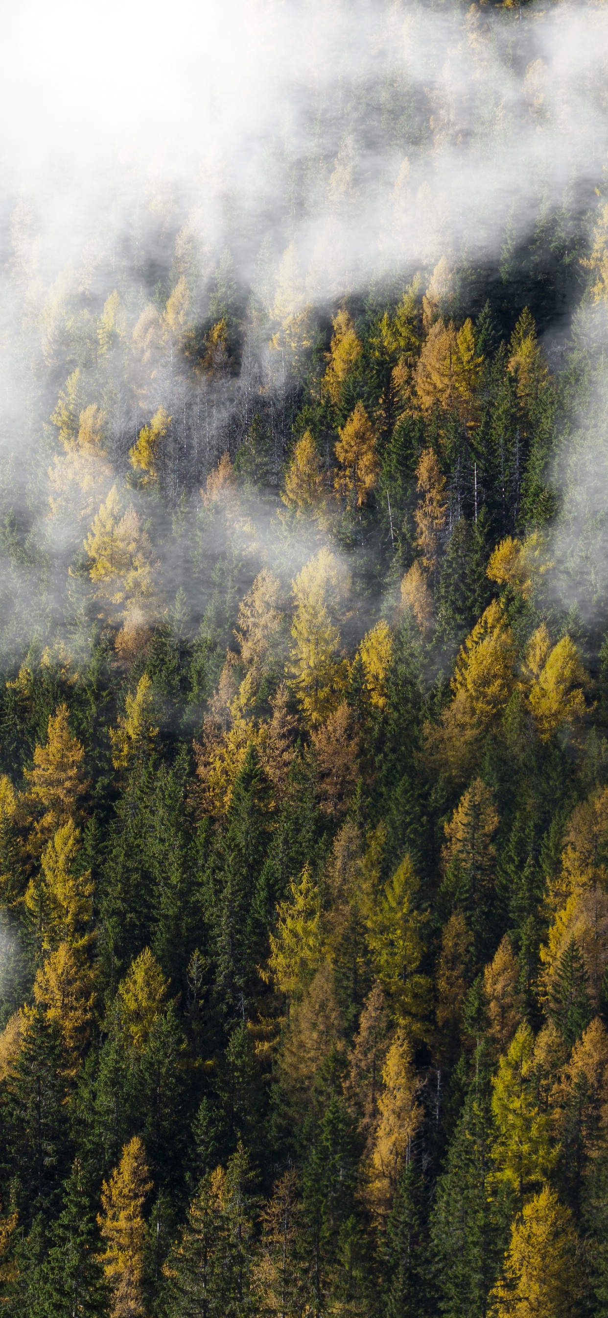 森林, 植被, 荒野, 木, 天空 壁纸 1242x2688 允许