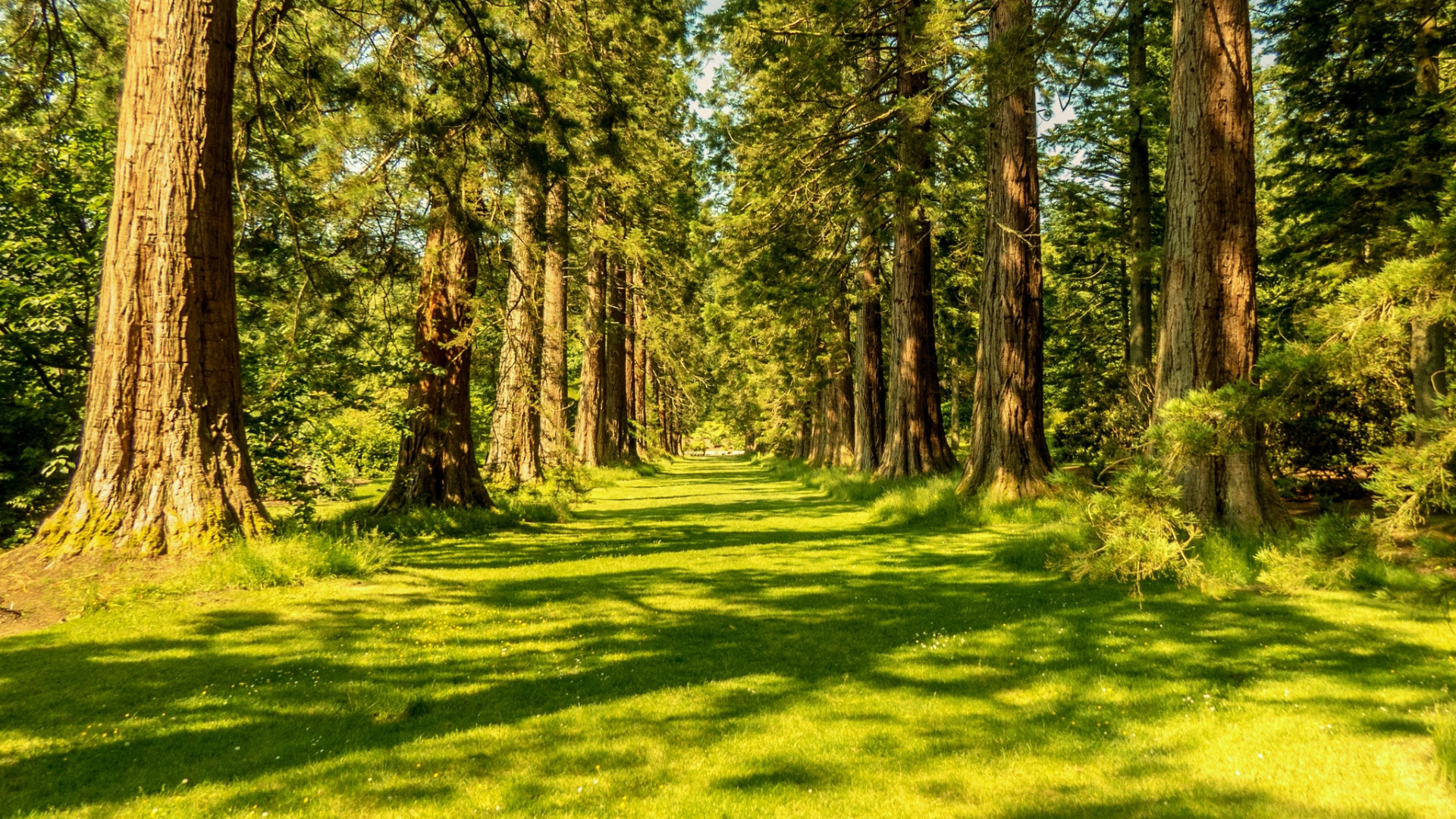 Green Grass Field With Trees During Daytime. Wallpaper in 1920x1080 Resolution