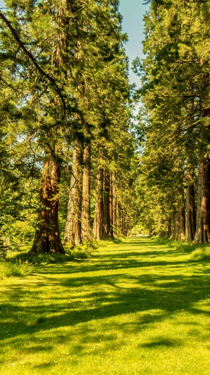 Green Grass Field With Trees During Daytime. Wallpaper in 720x1280 Resolution