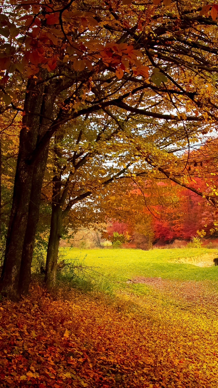 Brown and Green Trees on Green Grass Field During Daytime. Wallpaper in 720x1280 Resolution