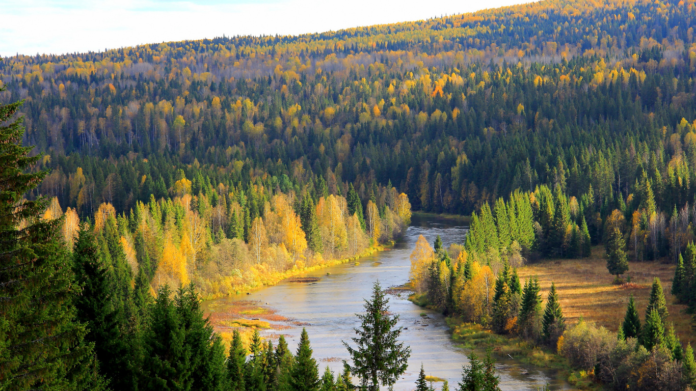 Grüne Bäume in Der Nähe Des Flusses Tagsüber River. Wallpaper in 1366x768 Resolution