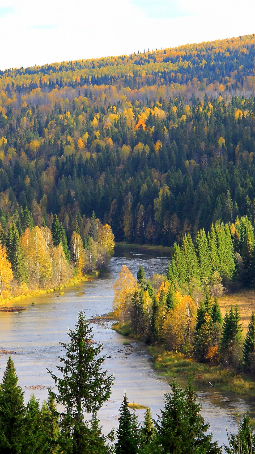 Green Trees Near River During Daytime. Wallpaper in 1080x1920 Resolution