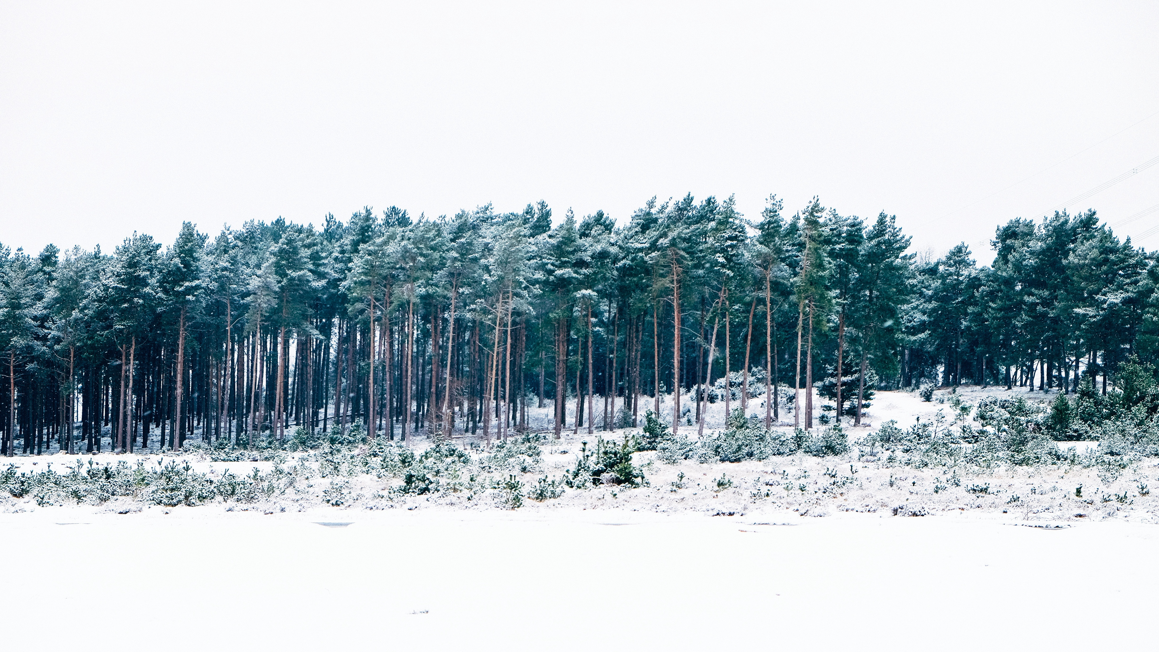 Arbres Couverts de Neige Pendant la Journée. Wallpaper in 3840x2160 Resolution