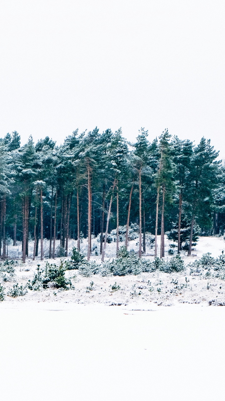 Arbres Couverts de Neige Pendant la Journée. Wallpaper in 720x1280 Resolution