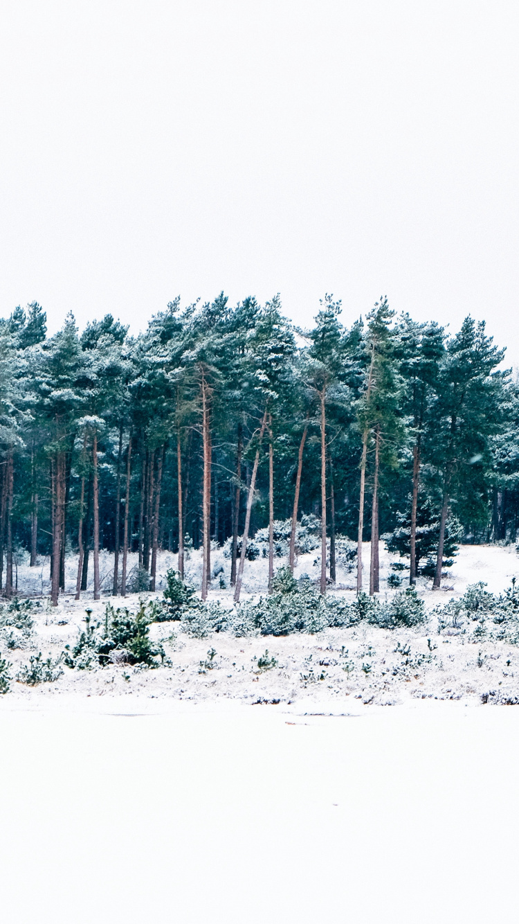 Arbres Couverts de Neige Pendant la Journée. Wallpaper in 750x1334 Resolution