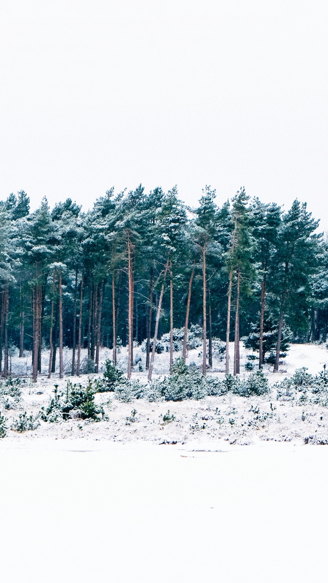 Snow Covered Trees During Daytime. Wallpaper in 1080x1920 Resolution