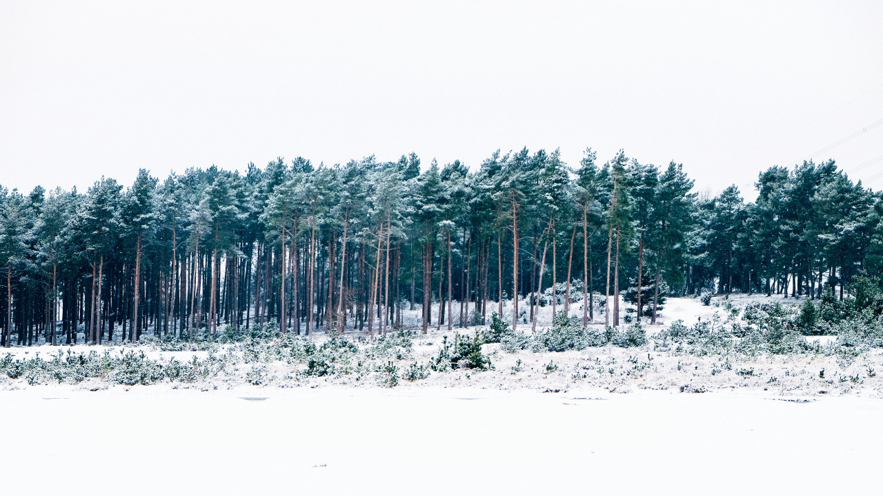 Snow Covered Trees During Daytime. Wallpaper in 1280x720 Resolution