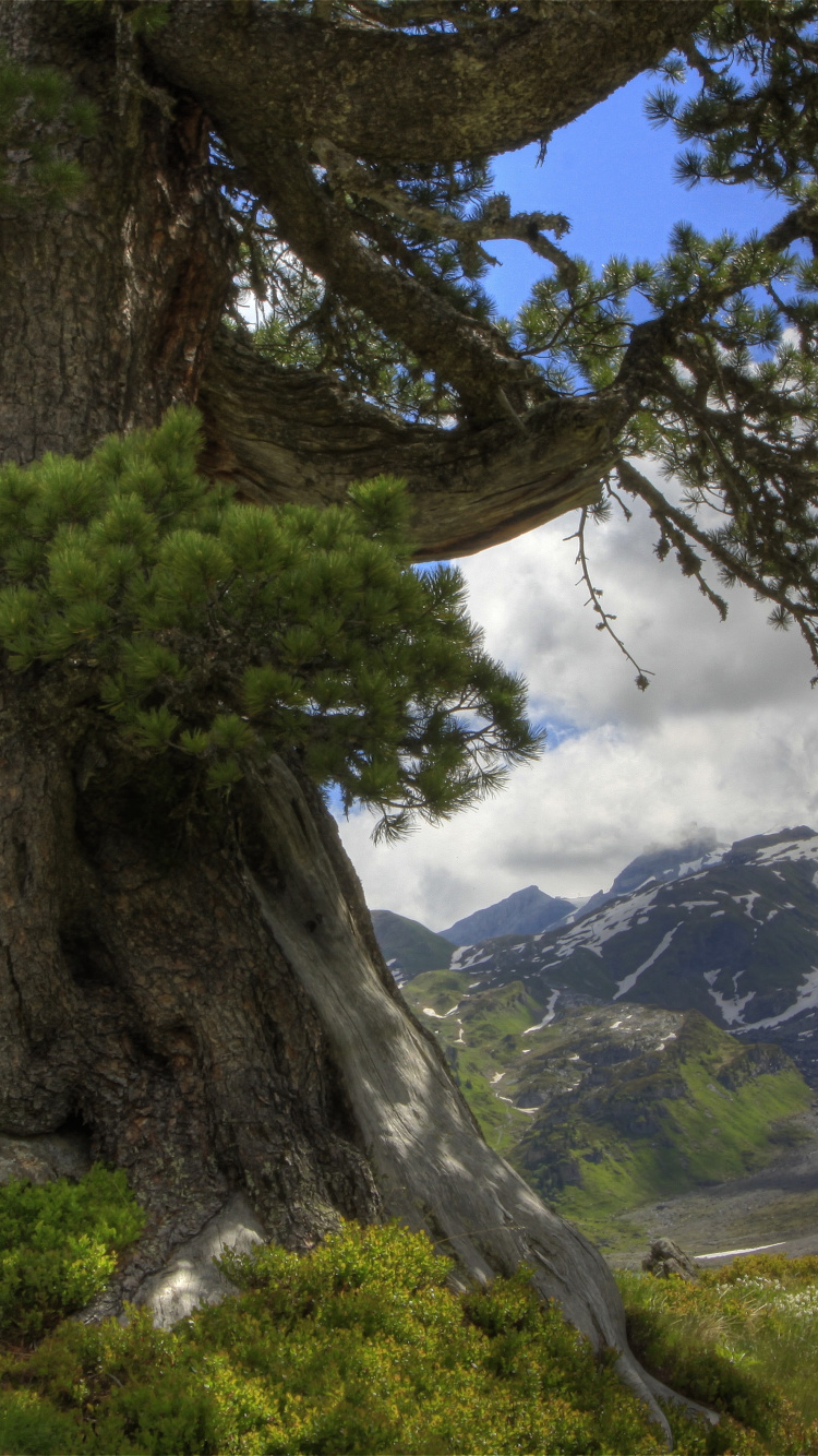 Arbre Vert Sur Terrain D'herbe Verte Près de la Montagne Sous Ciel Bleu Pendant la Journée. Wallpaper in 750x1334 Resolution