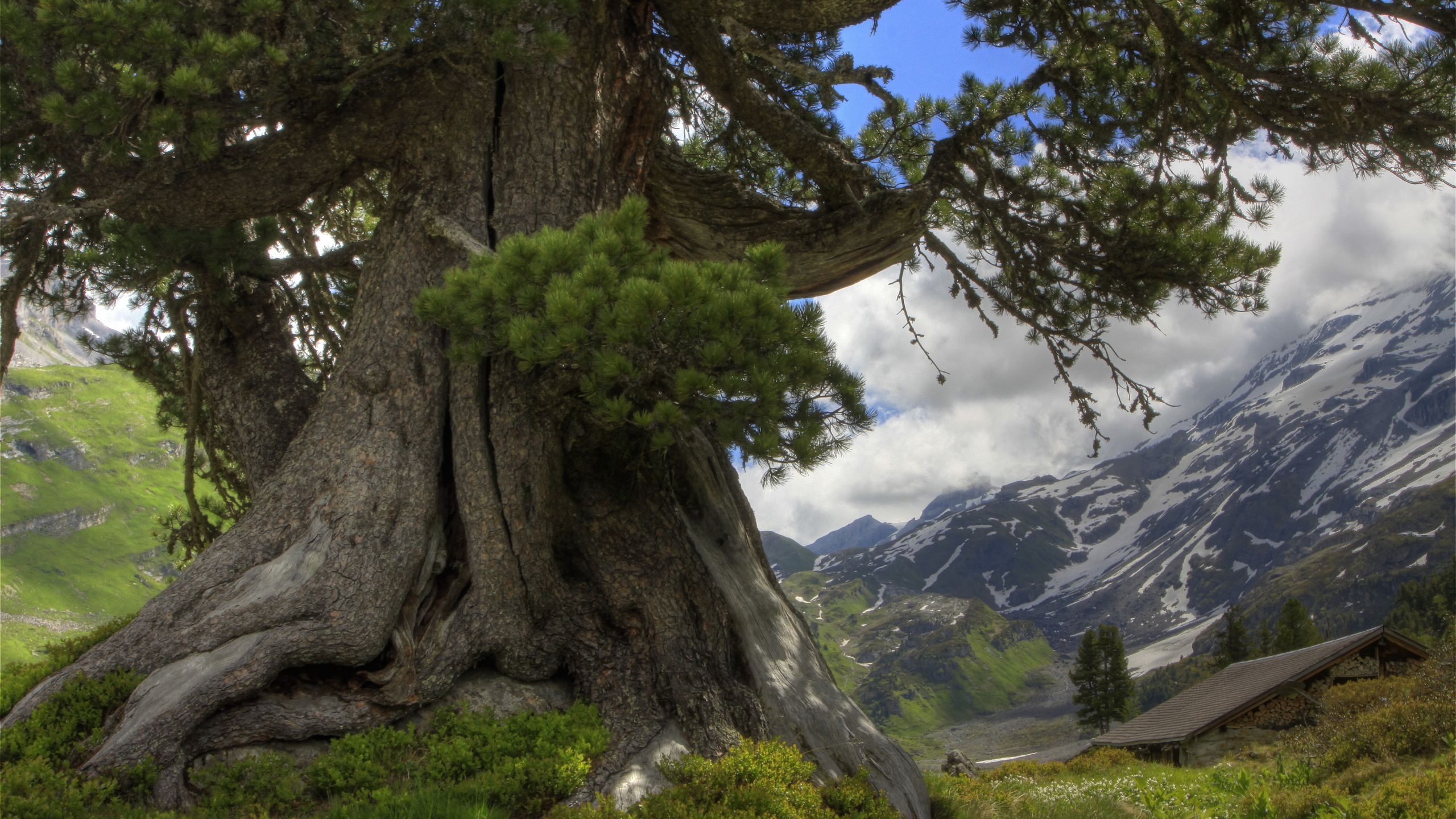 Árbol Verde en el Campo de Hierba Verde Cerca de la Montaña Bajo un Cielo Azul Durante el Día. Wallpaper in 2560x1440 Resolution
