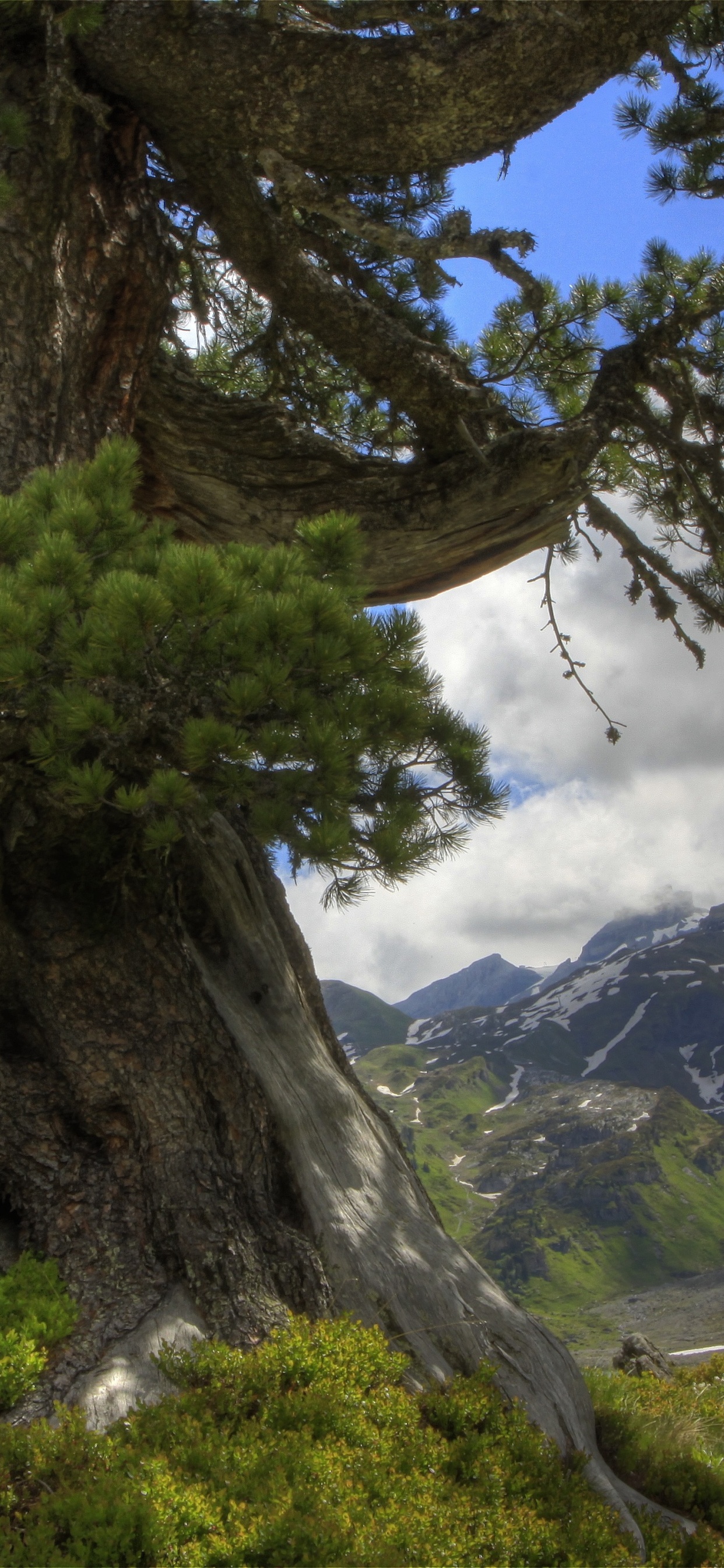 Green Tree on Green Grass Field Near Mountain Under Blue Sky During Daytime. Wallpaper in 1242x2688 Resolution