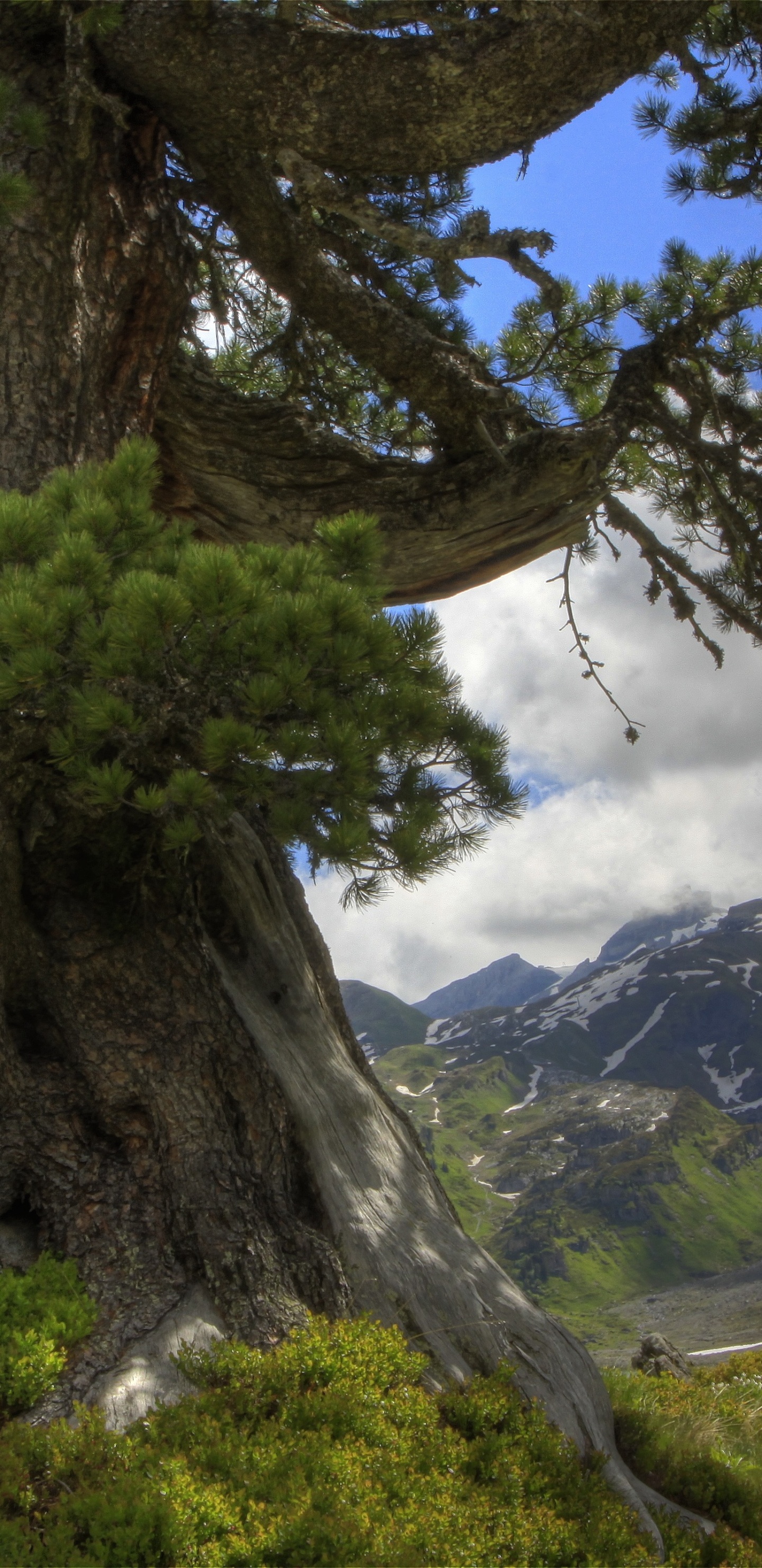 Green Tree on Green Grass Field Near Mountain Under Blue Sky During Daytime. Wallpaper in 1440x2960 Resolution