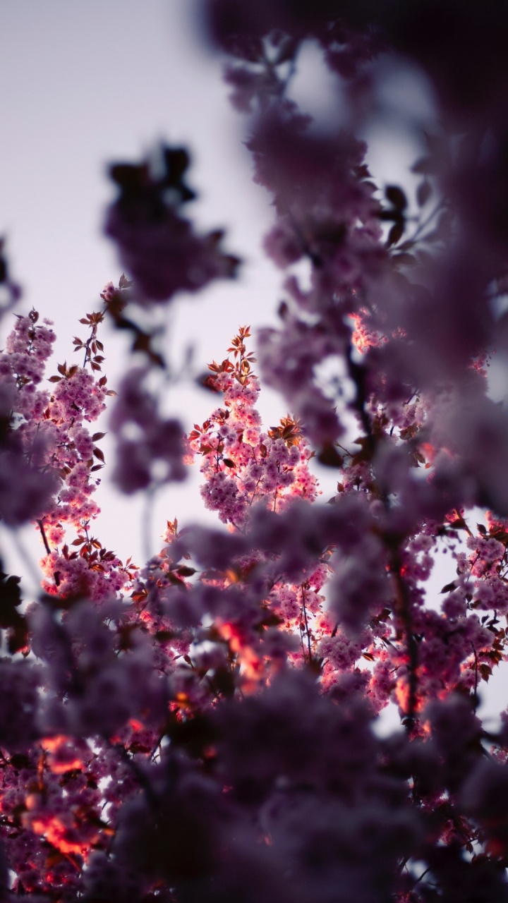 Pink, Color, Pétale, Purple, Rameau. Wallpaper in 720x1280 Resolution