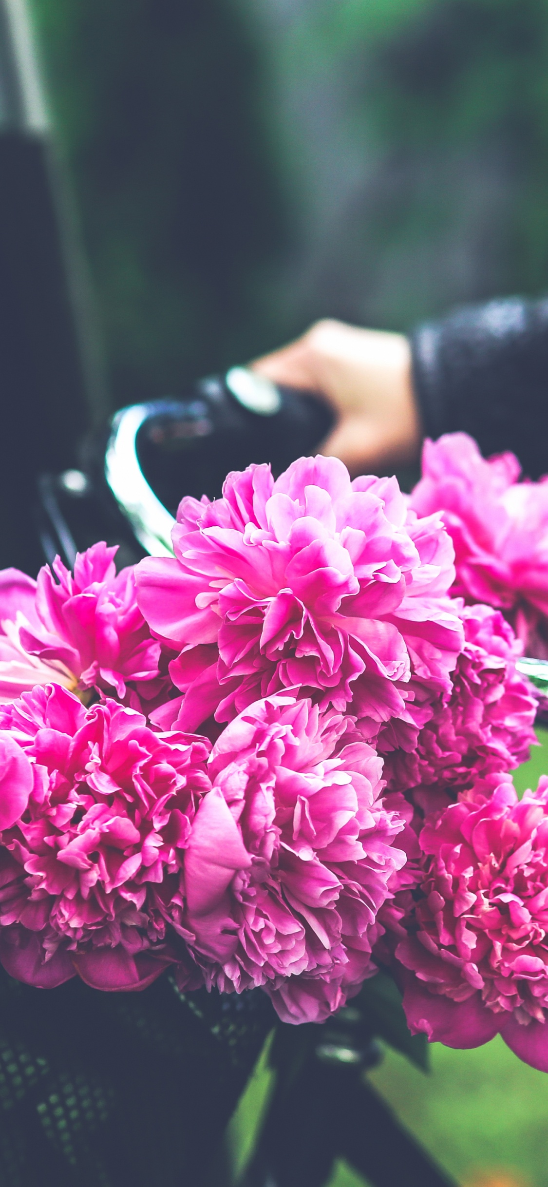 Persona Sosteniendo Flores Rosadas Durante el Día. Wallpaper in 1125x2436 Resolution