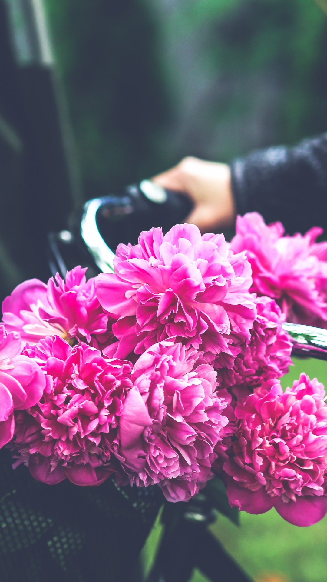 Person Holding Pink Flowers During Daytime. Wallpaper in 1080x1920 Resolution