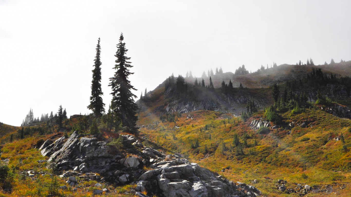Pinos Verdes en Campo de Hierba Verde. Wallpaper in 1366x768 Resolution
