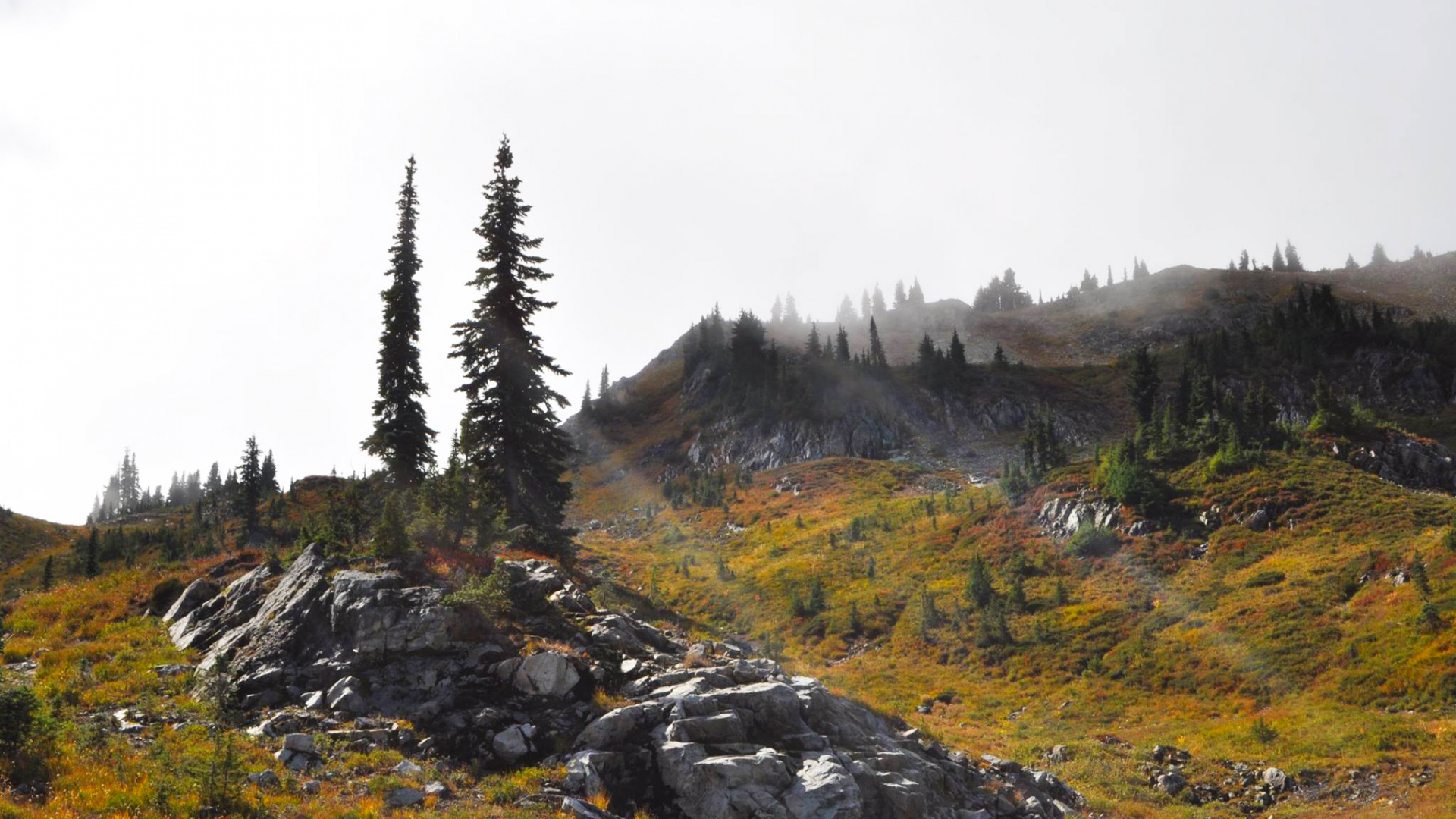 Pinos Verdes en Campo de Hierba Verde. Wallpaper in 1920x1080 Resolution