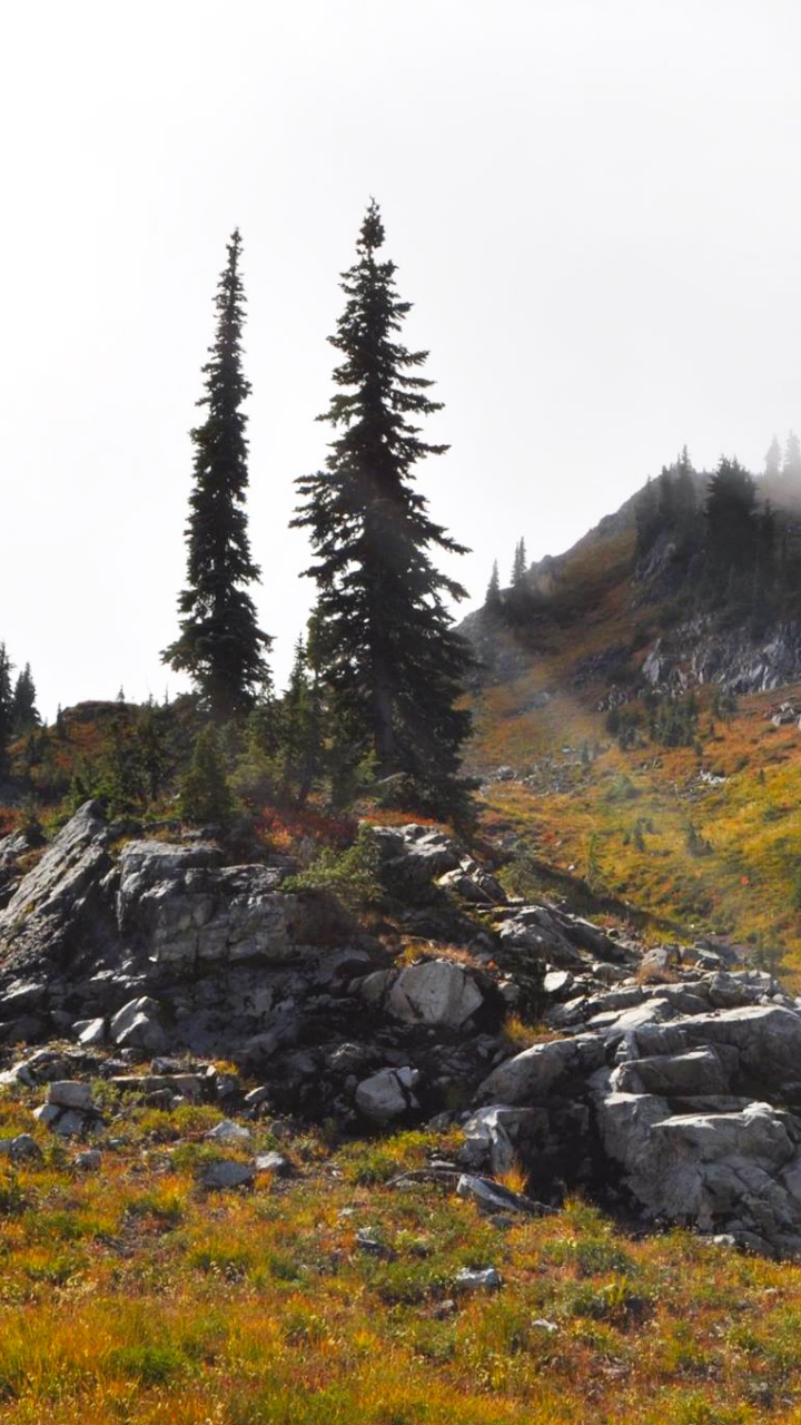 Pinos Verdes en Campo de Hierba Verde. Wallpaper in 720x1280 Resolution