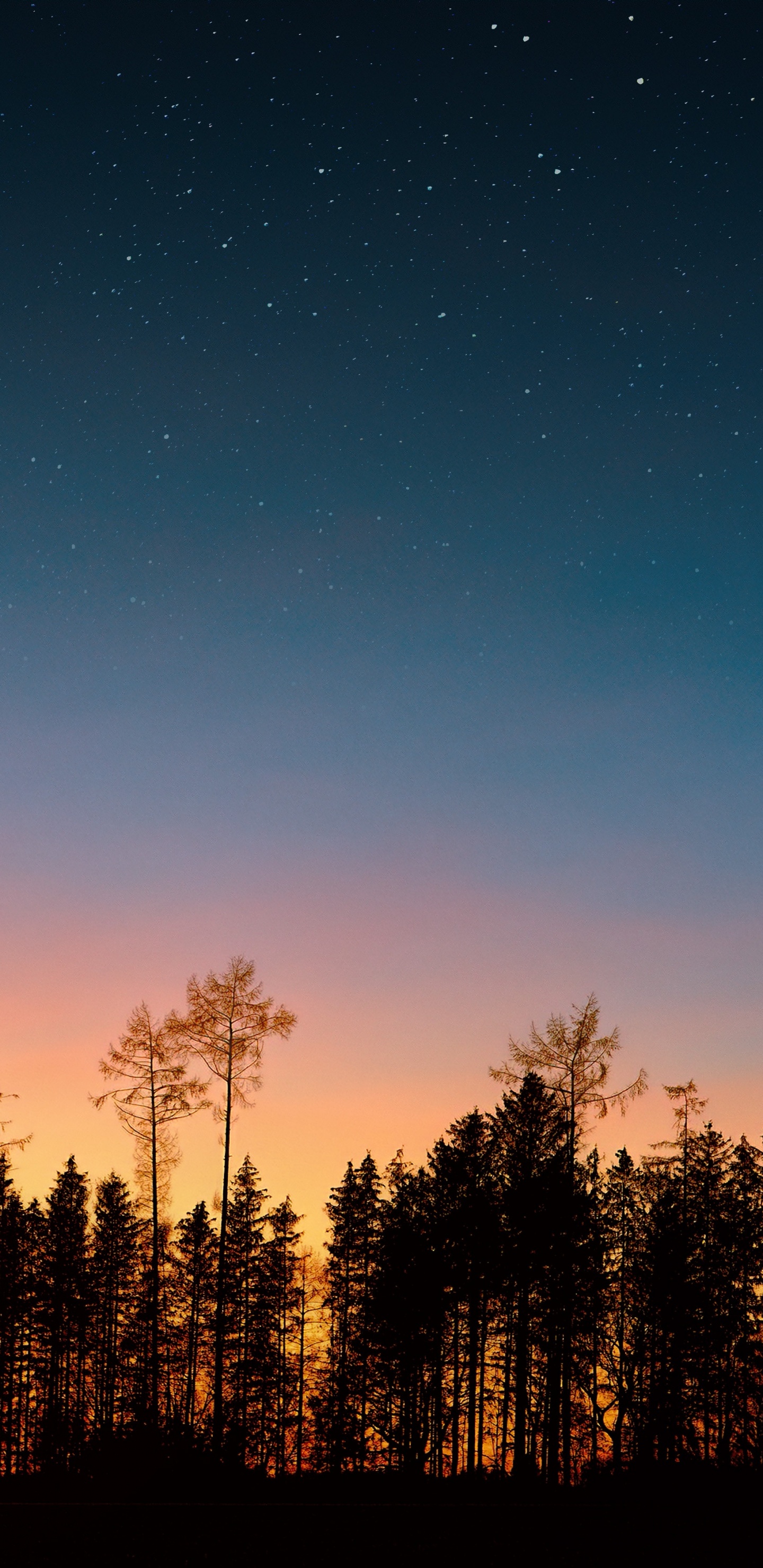 Nachthimmel, Sonnenuntergang, Baum, Nacht, Natur. Wallpaper in 1440x2960 Resolution