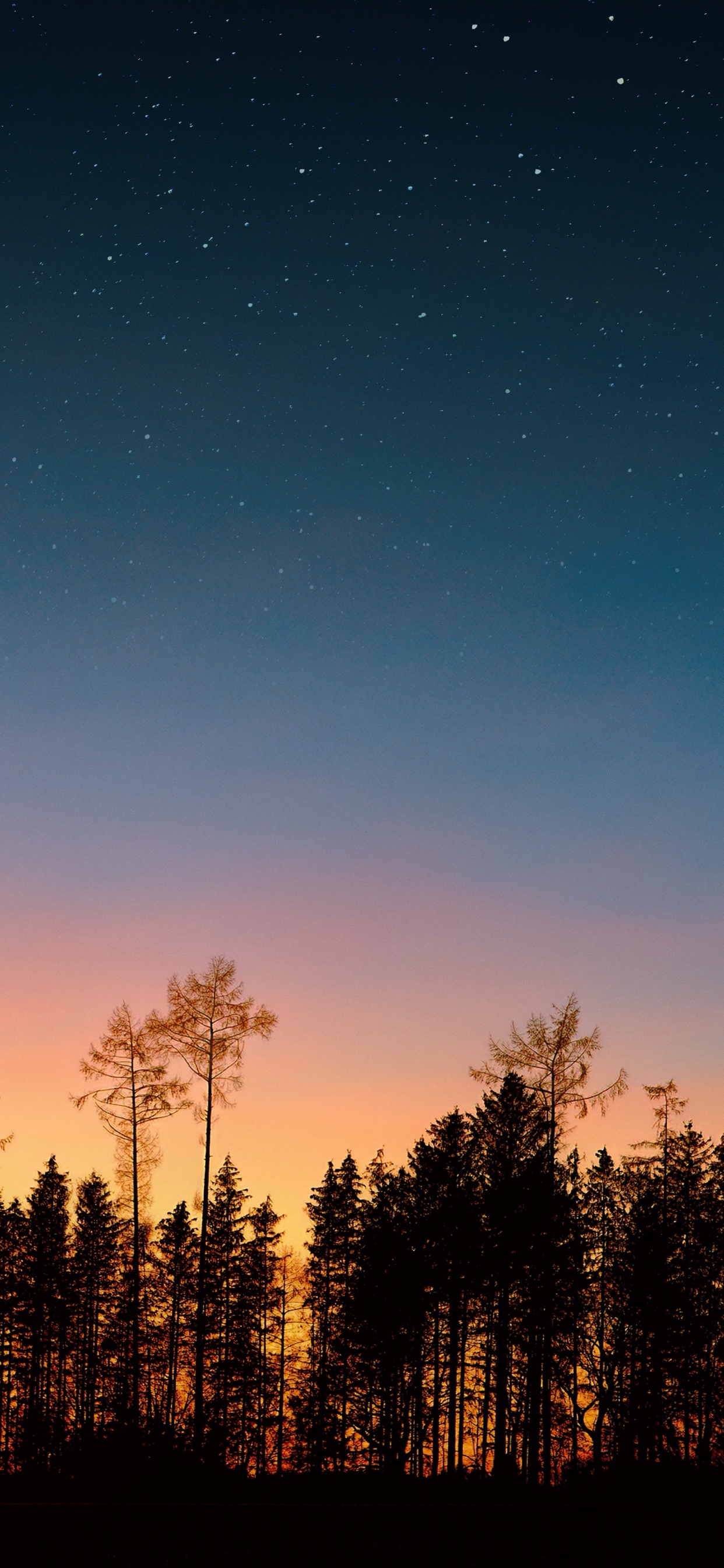 Night Sky, Sunset, Tree, Night, Nature. Wallpaper in 1242x2688 Resolution