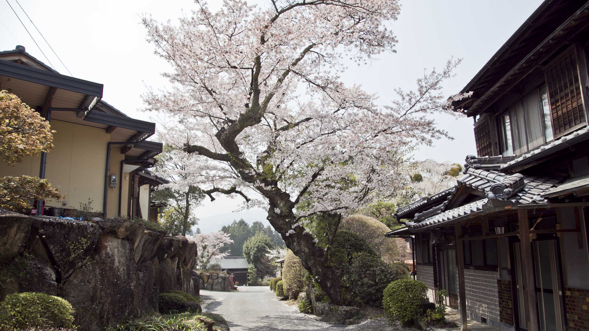 樱花, 街区, 村庄, 城市, 的房子 壁纸 1920x1080 允许