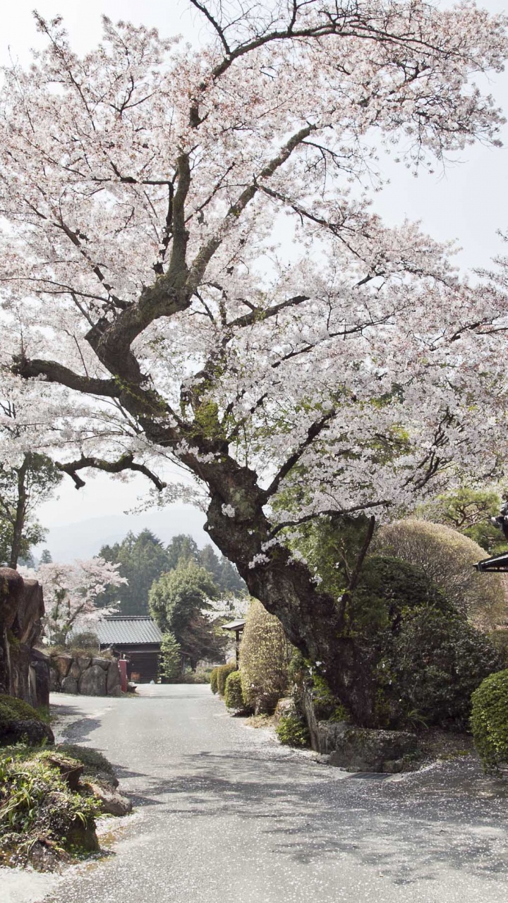 White and Brown Concrete House Near Green Trees During Daytime. Wallpaper in 720x1280 Resolution