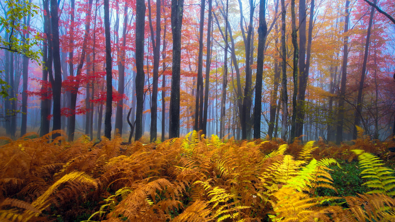 Brown Trees and Green Grass During Daytime. Wallpaper in 1366x768 Resolution