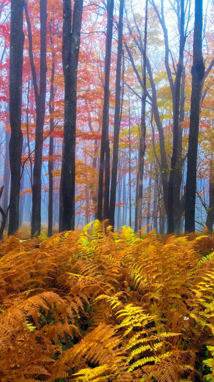 Brown Trees and Green Grass During Daytime. Wallpaper in 720x1280 Resolution