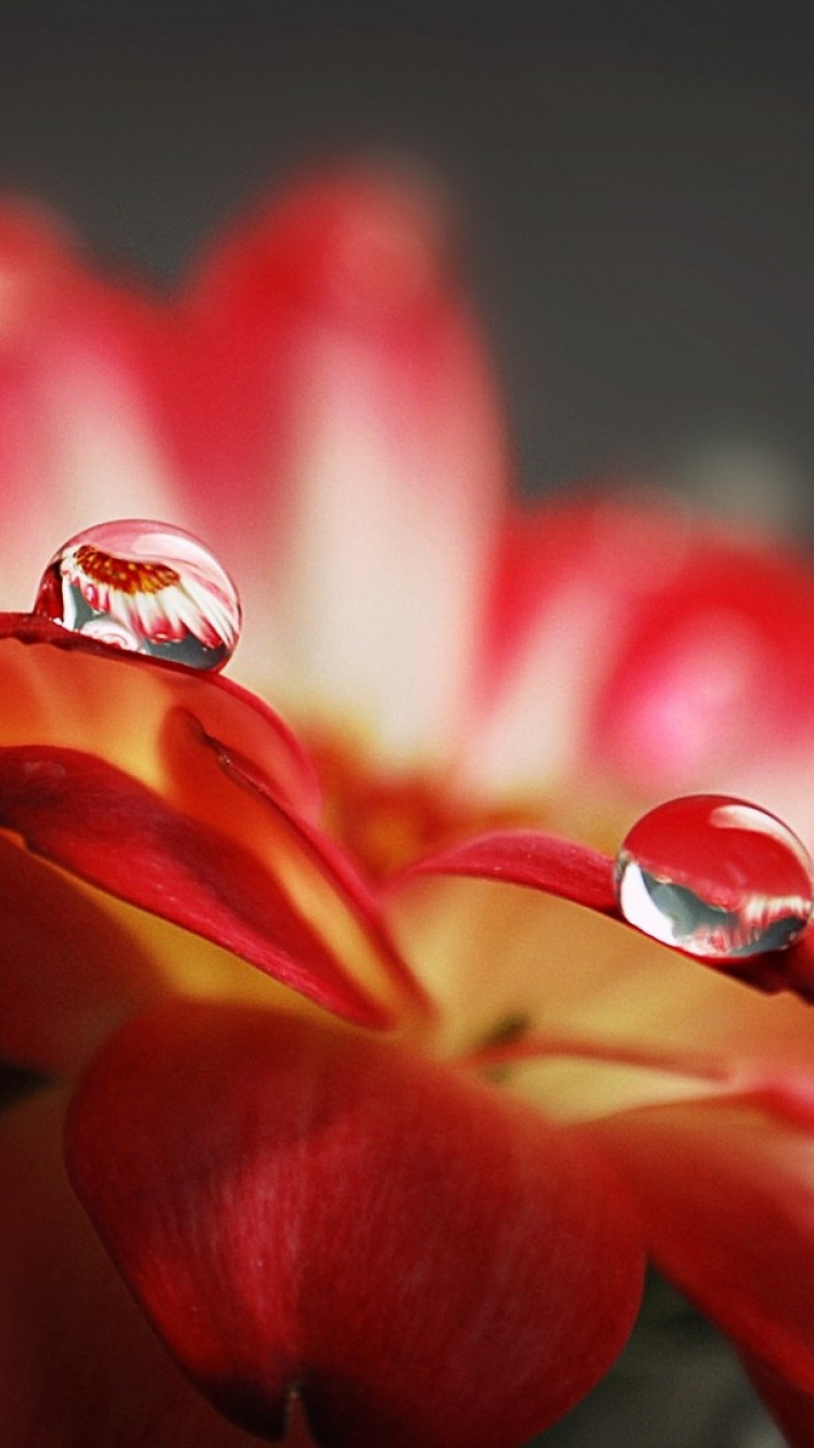 Red and White Flower in Macro Photography. Wallpaper in 750x1334 Resolution