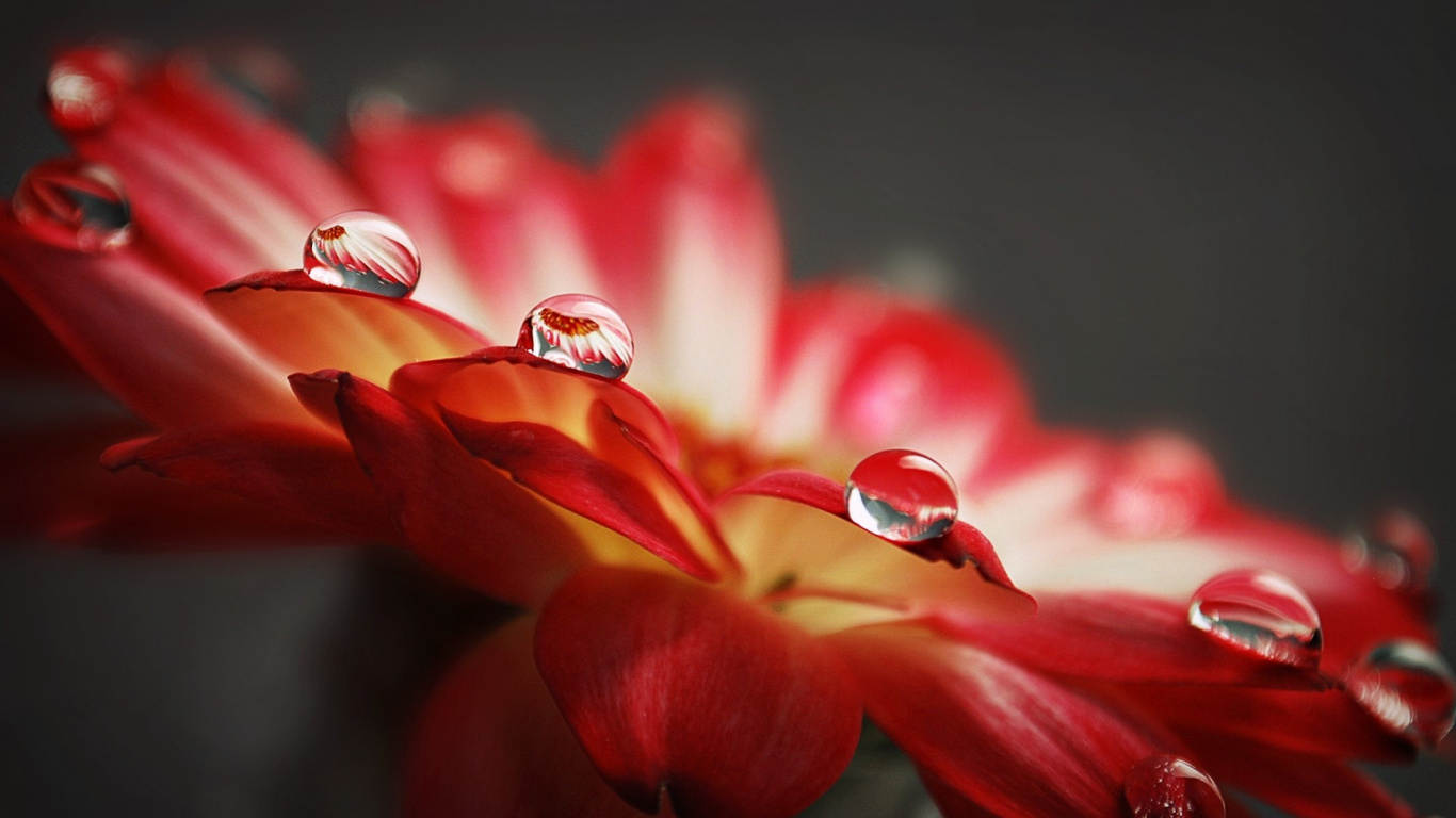 Rote Und Weiße Blume in Der Makrofotografie. Wallpaper in 1366x768 Resolution