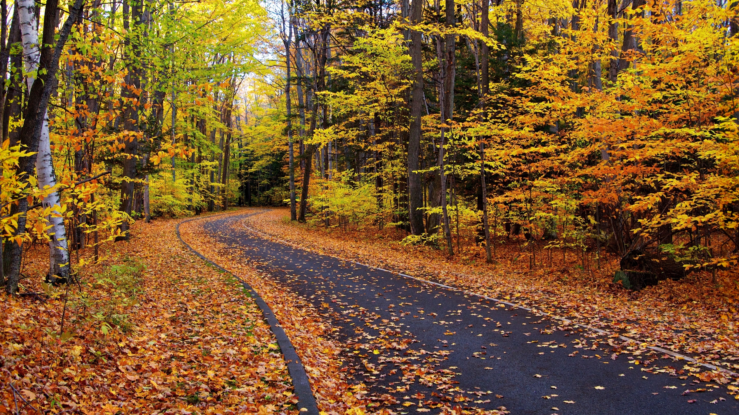 Brown Dirt Road Between Green Trees During Daytime. Wallpaper in 2560x1440 Resolution