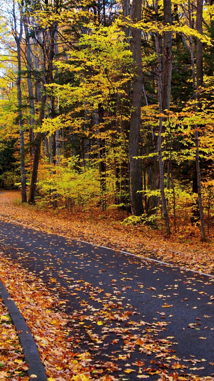 Brown Dirt Road Between Green Trees During Daytime. Wallpaper in 750x1334 Resolution