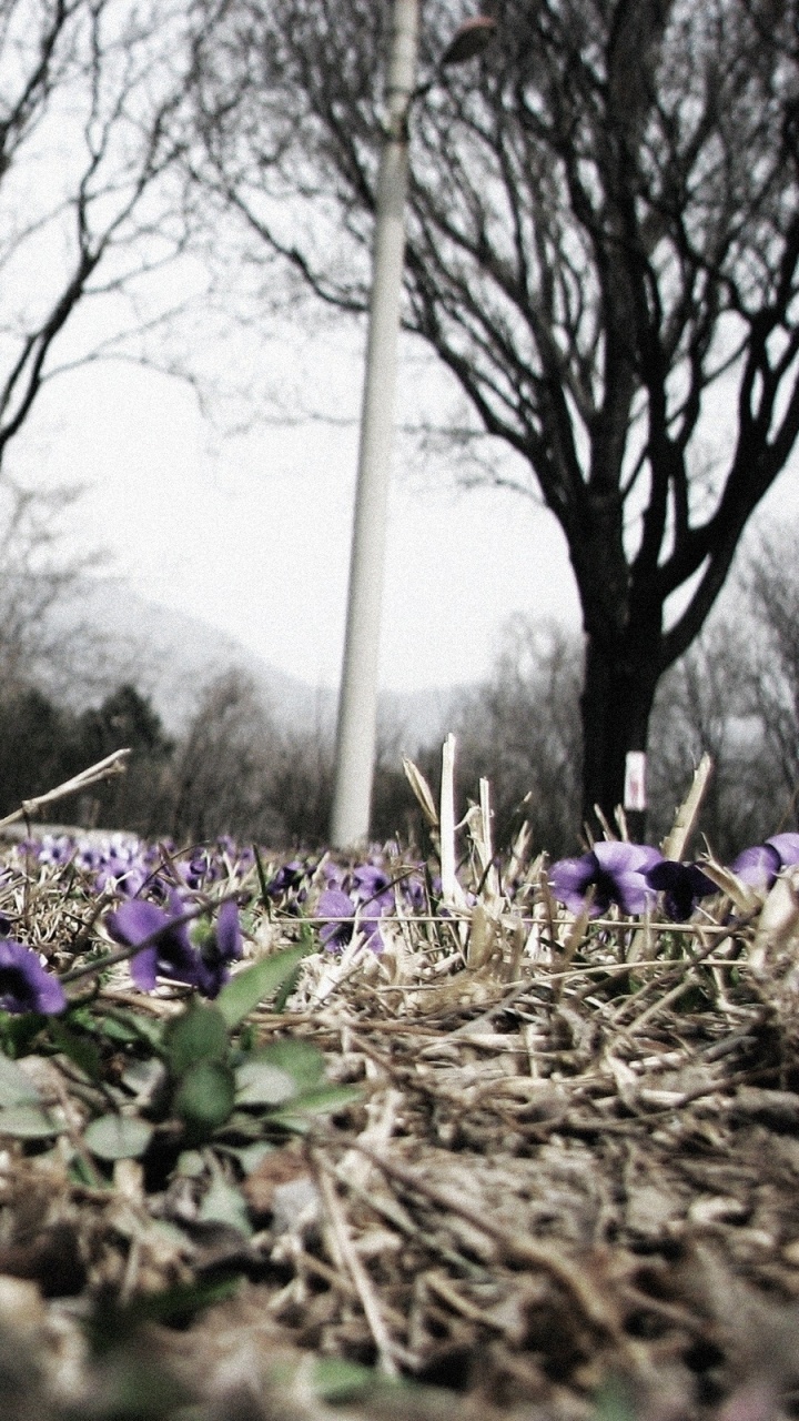 Purple Flower Field During Daytime. Wallpaper in 720x1280 Resolution