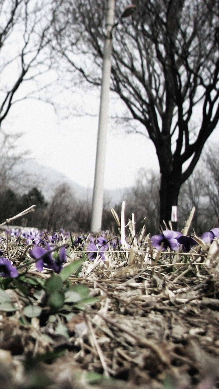 Purple Flower Field During Daytime. Wallpaper in 750x1334 Resolution