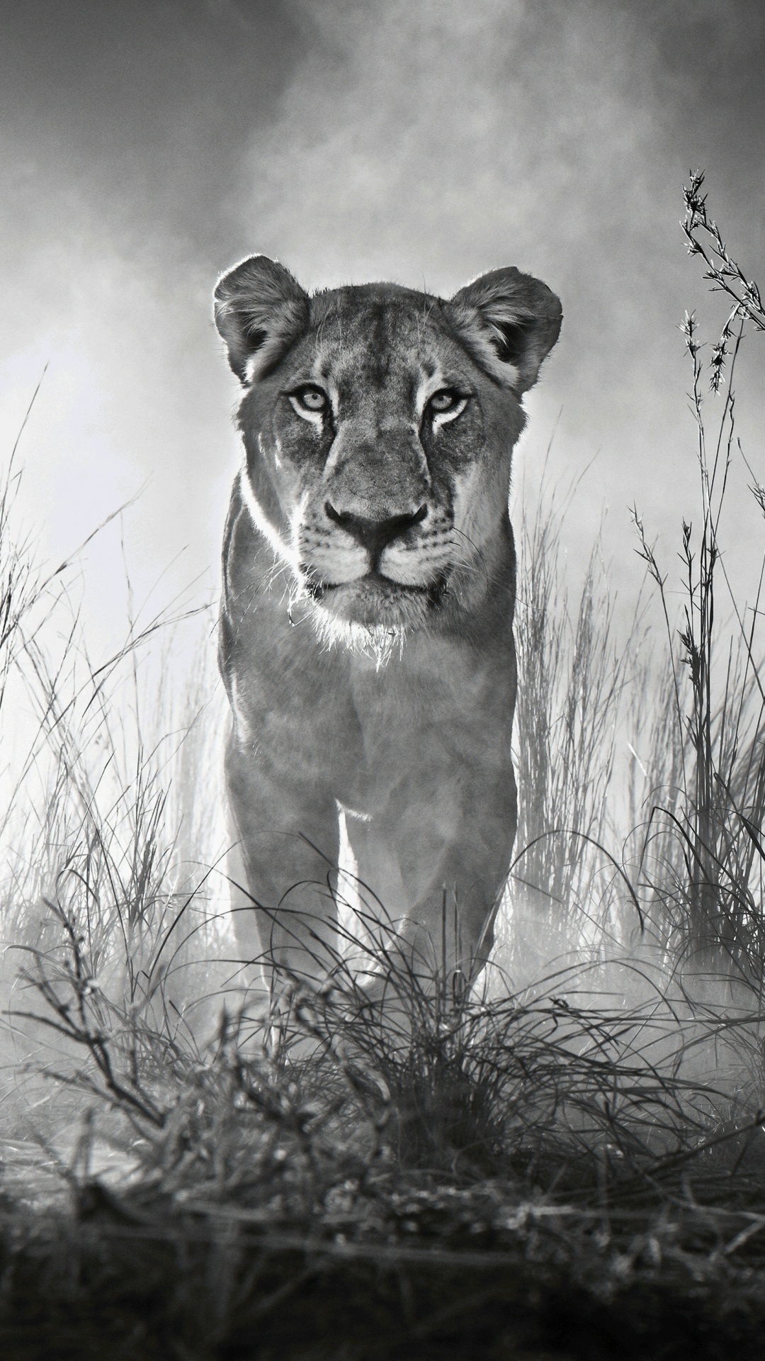 Photo en Niveaux de Gris D'une Lionne Sur un Champ D'herbe. Wallpaper in 1080x1920 Resolution