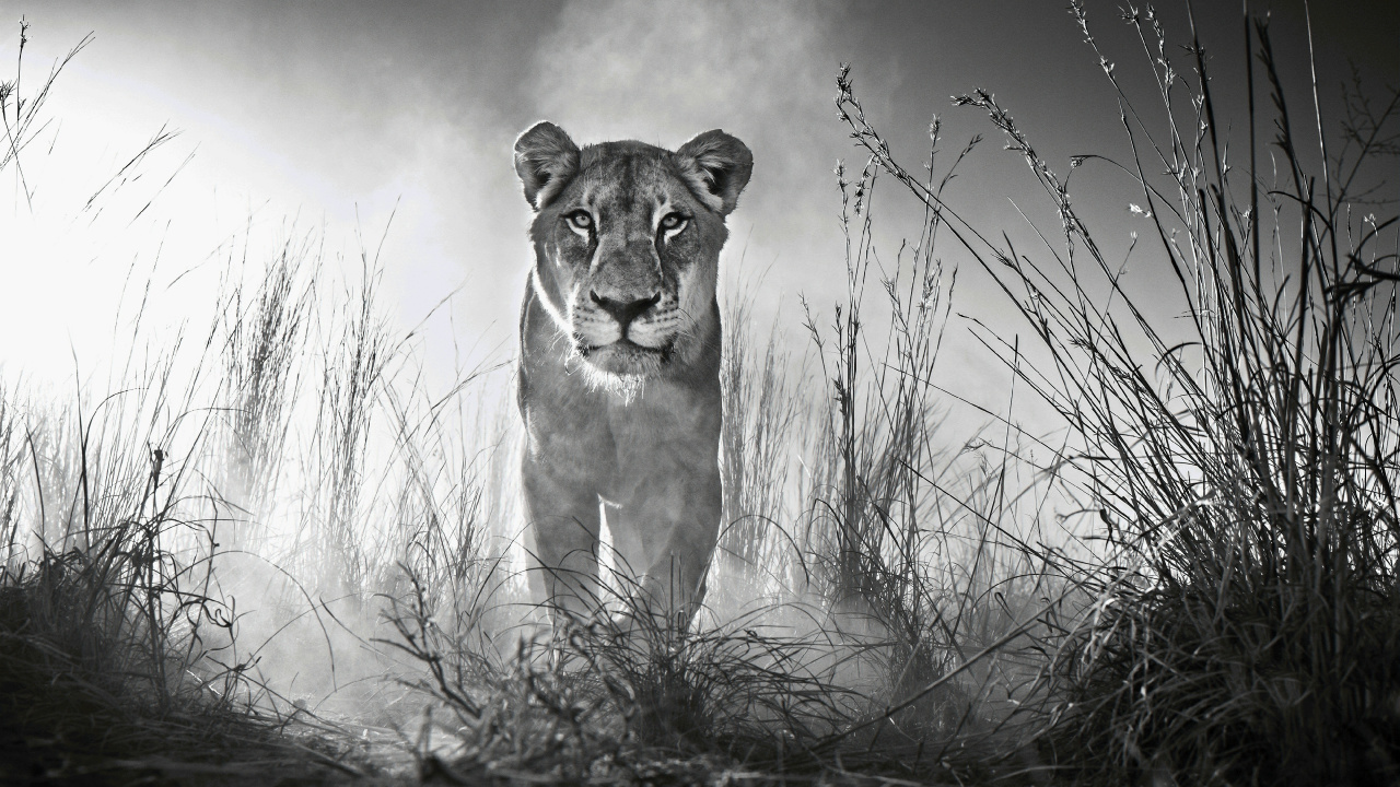 Photo en Niveaux de Gris D'une Lionne Sur un Champ D'herbe. Wallpaper in 1280x720 Resolution