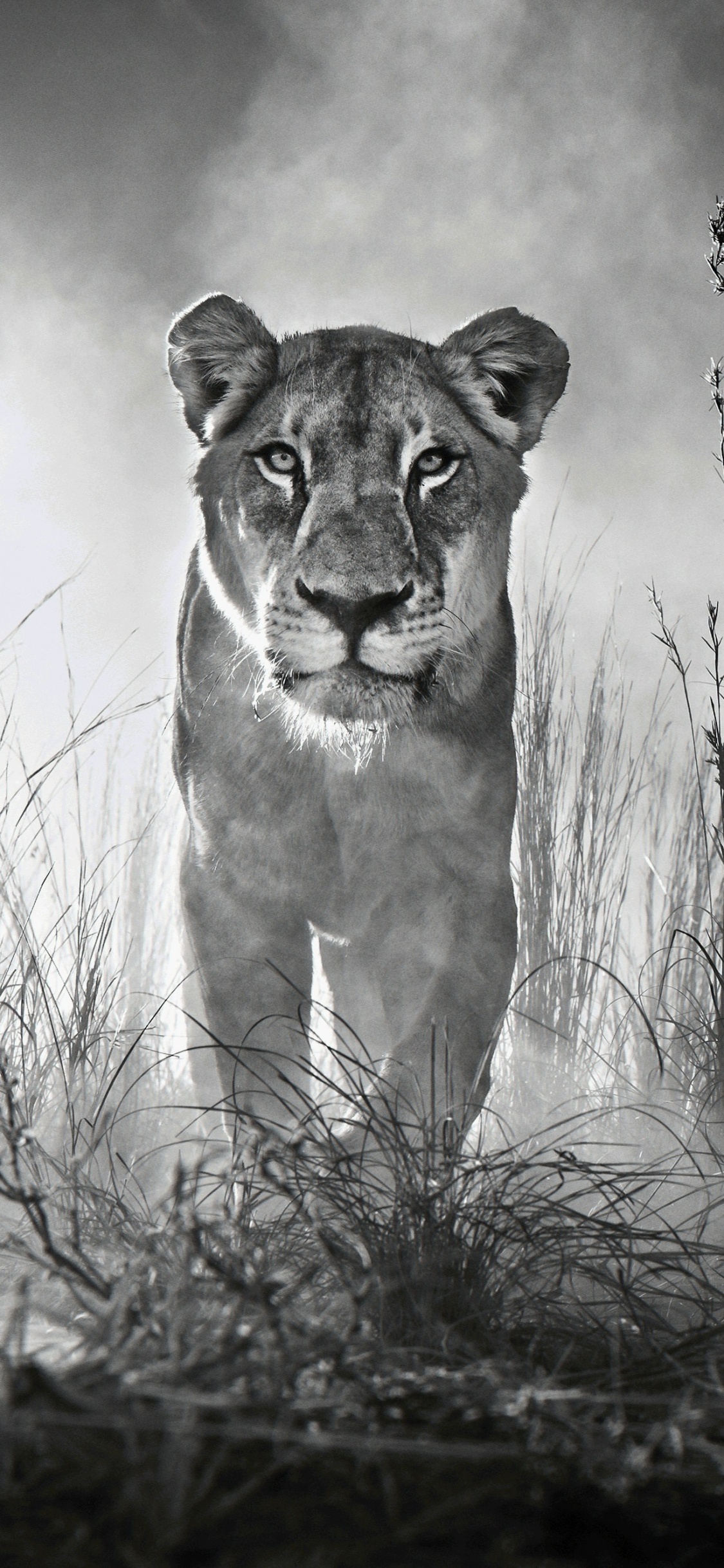 Grayscale Photo of a Lioness on a Grass Field. Wallpaper in 1125x2436 Resolution
