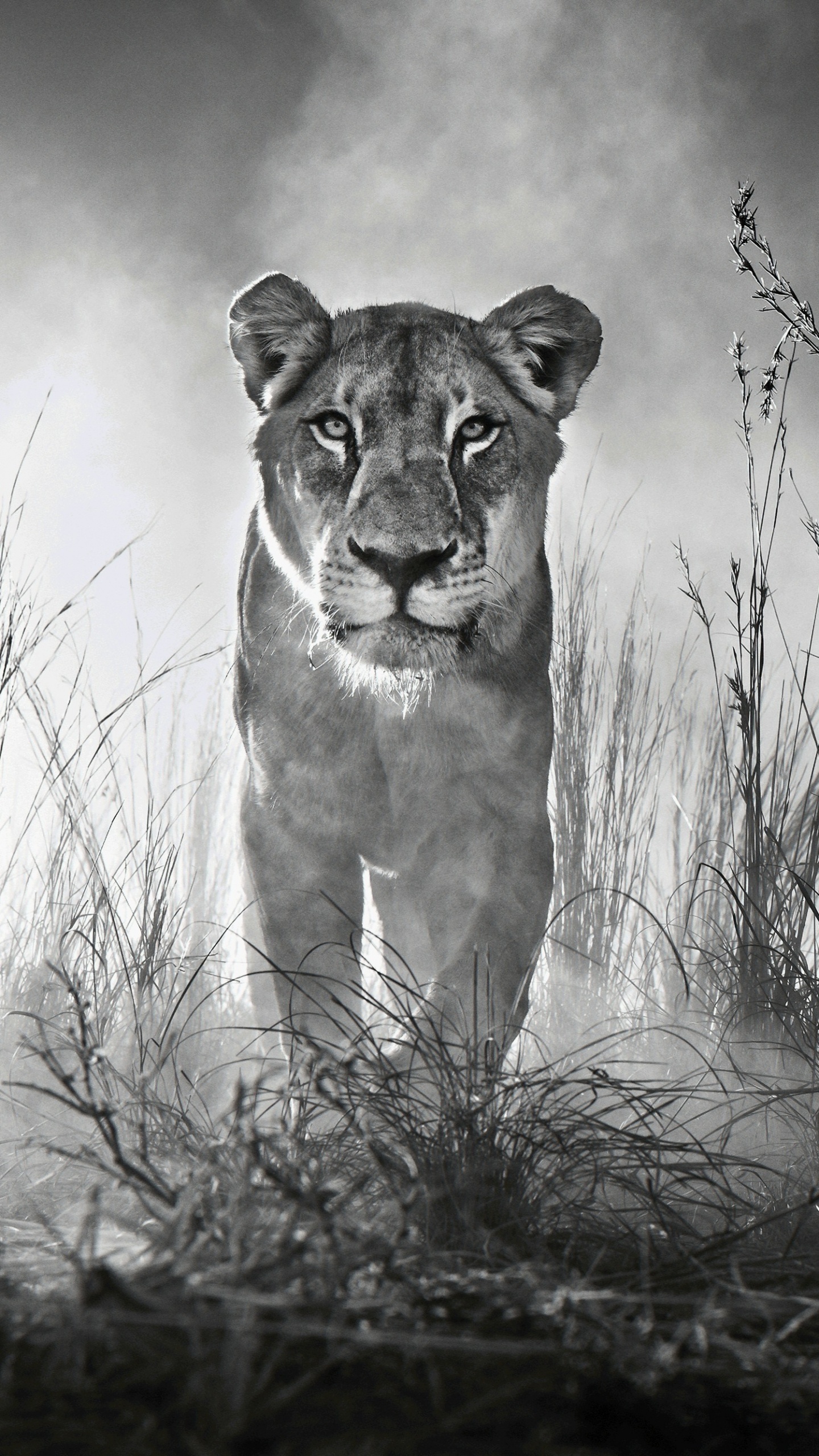 Grayscale Photo of a Lioness on a Grass Field. Wallpaper in 1440x2560 Resolution