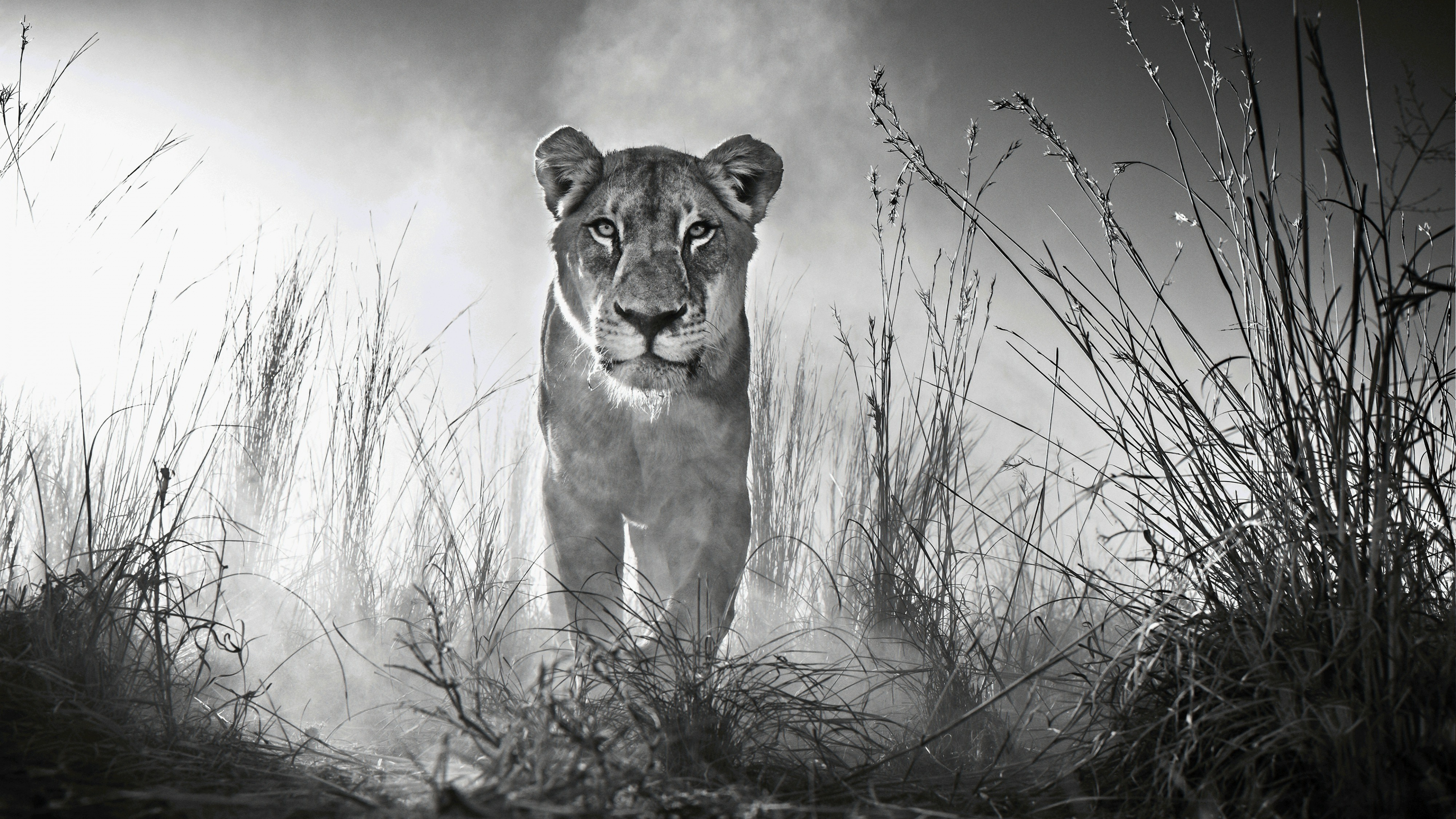 Grayscale Photo of a Lioness on a Grass Field. Wallpaper in 3840x2160 Resolution