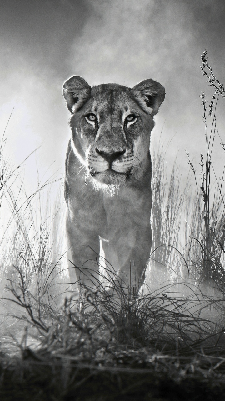 Grayscale Photo of a Lioness on a Grass Field. Wallpaper in 720x1280 Resolution