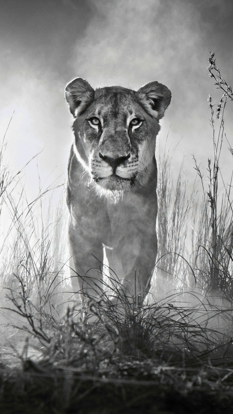 Grayscale Photo of a Lioness on a Grass Field. Wallpaper in 750x1334 Resolution