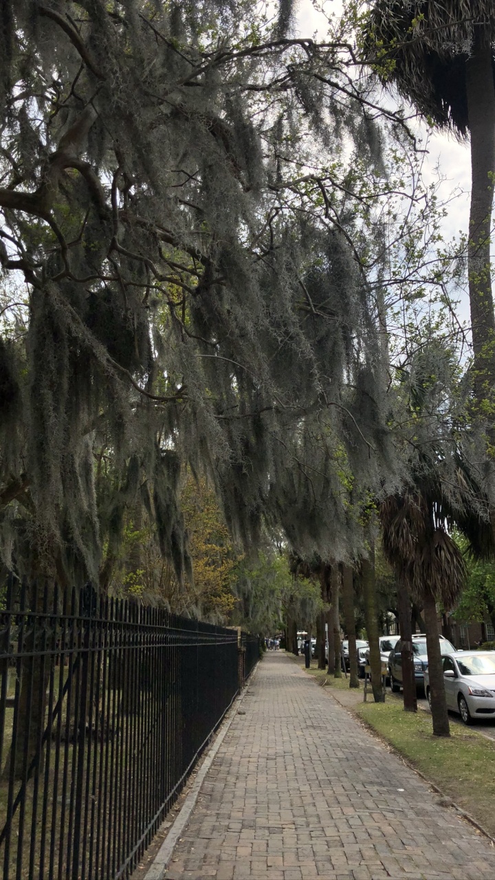 Ciencia, Biología, Sucursal, Planta Leñosa, Pasarela. Wallpaper in 720x1280 Resolution