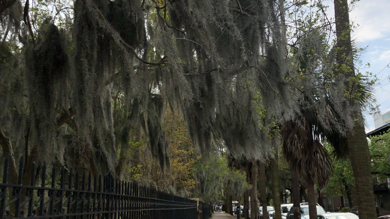 Tree, Science, Biology, Branch, Woody Plant. Wallpaper in 1280x720 Resolution