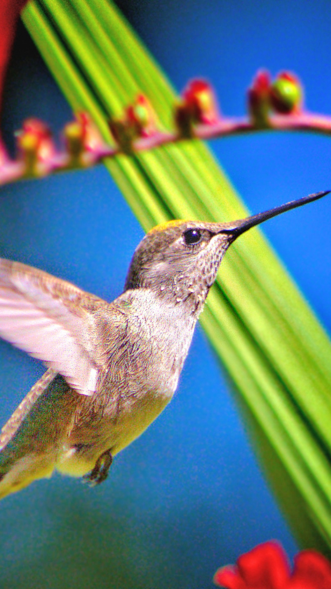 Colibrí Marrón y Gris Volando. Wallpaper in 1080x1920 Resolution