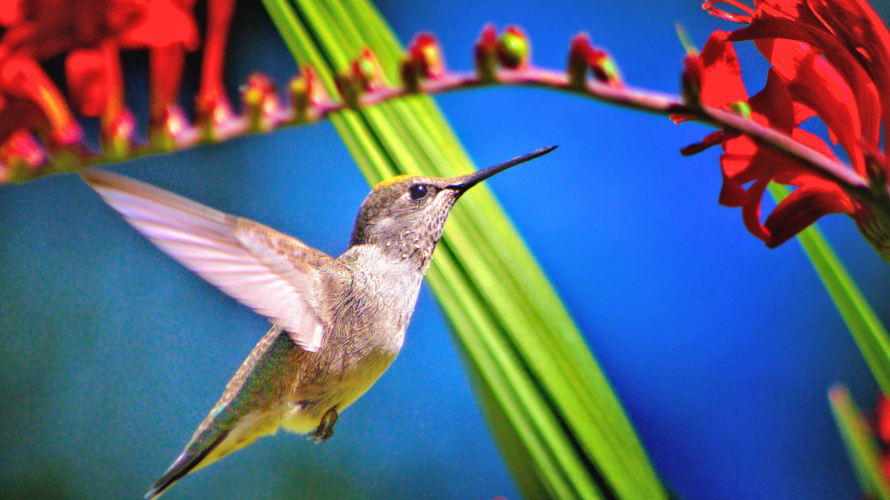 Colibrí Marrón y Gris Volando. Wallpaper in 1280x720 Resolution