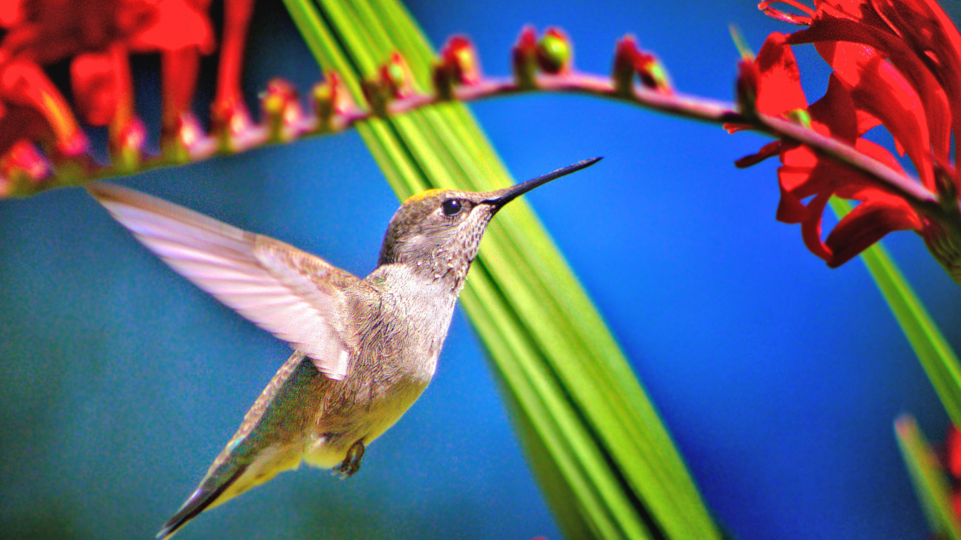 Brauner Und Grauer Kolibri Fliegt. Wallpaper in 1366x768 Resolution