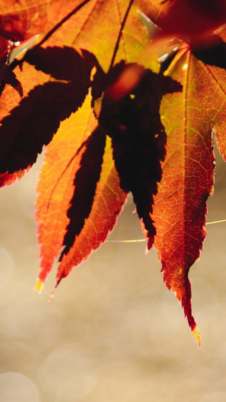 Plant, Leaf, Branch, Twig, Botany. Wallpaper in 720x1280 Resolution