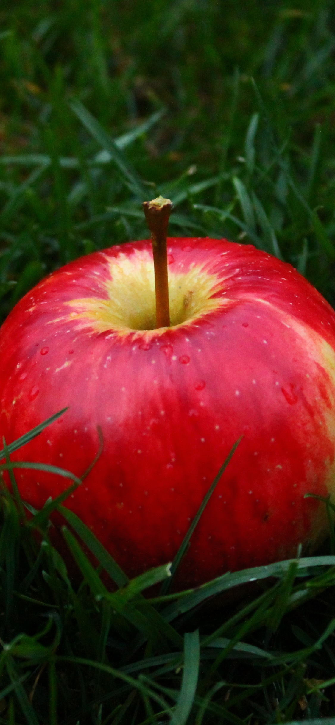 Roter Apfel Auf Grünem Gras. Wallpaper in 1125x2436 Resolution