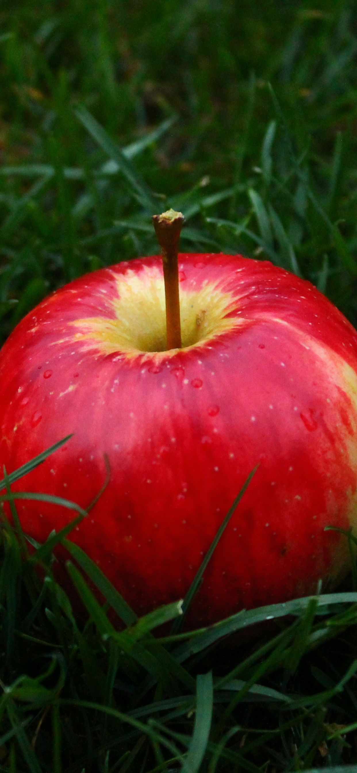 Roter Apfel Auf Grünem Gras. Wallpaper in 1242x2688 Resolution